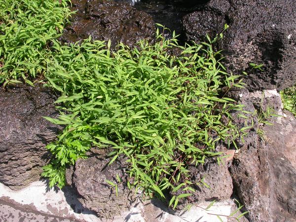Thumbnail image for Japanese Stiltgrass Identification and Management